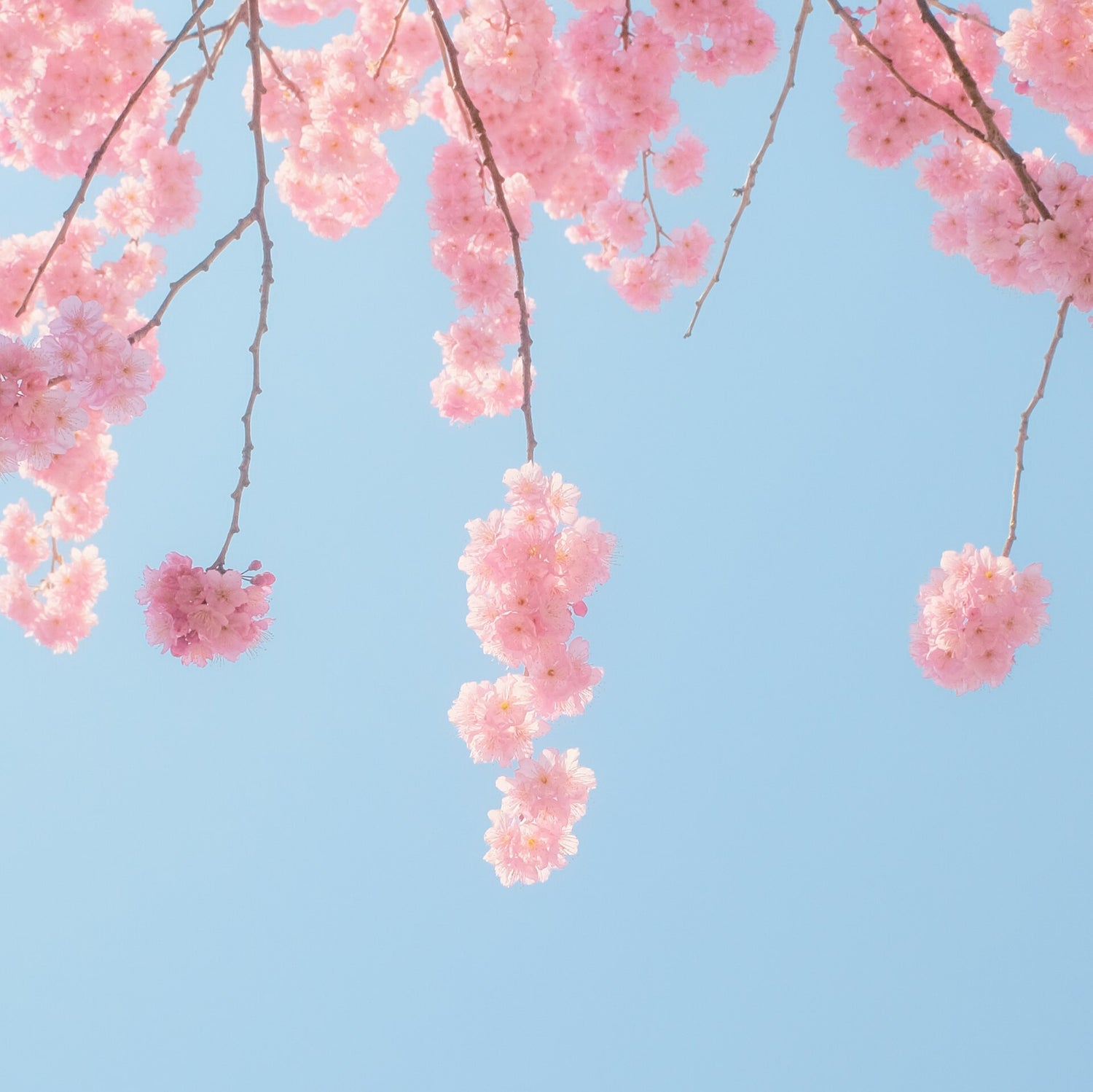 青い空を背景に満開の花が咲いた桜の枝が画面上から下にむかってのびている様子がうつっています。下記は関連するキーワードになります。春のお祝いギフト ギフト特集 春ギフト 新生活応援 和紙タオル 上質 機能的 新社会人 ハンカチ 異動 昇進 配りもの ご挨拶ギフト リピーターさん多数 和紙靴下 ムレない 紙布雑貨 ポーチ トートバッグ 名刺入れ カードケース 松久永助紙店 オンラインショップ