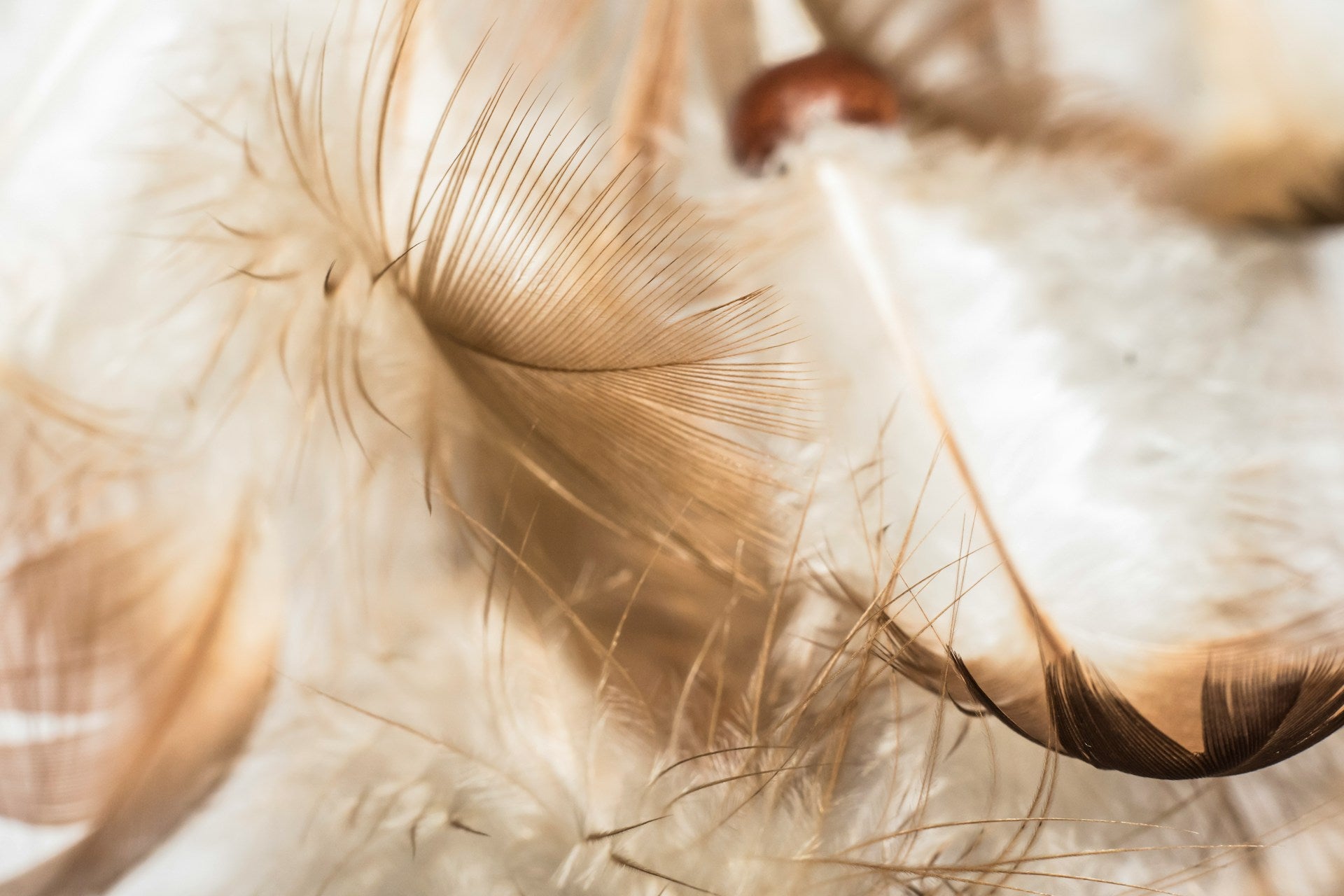 茶色と白のグラデーションになった鳥の羽根が何枚か、アップでうつされています。羽根の柔らかな質感がわかる写真です。