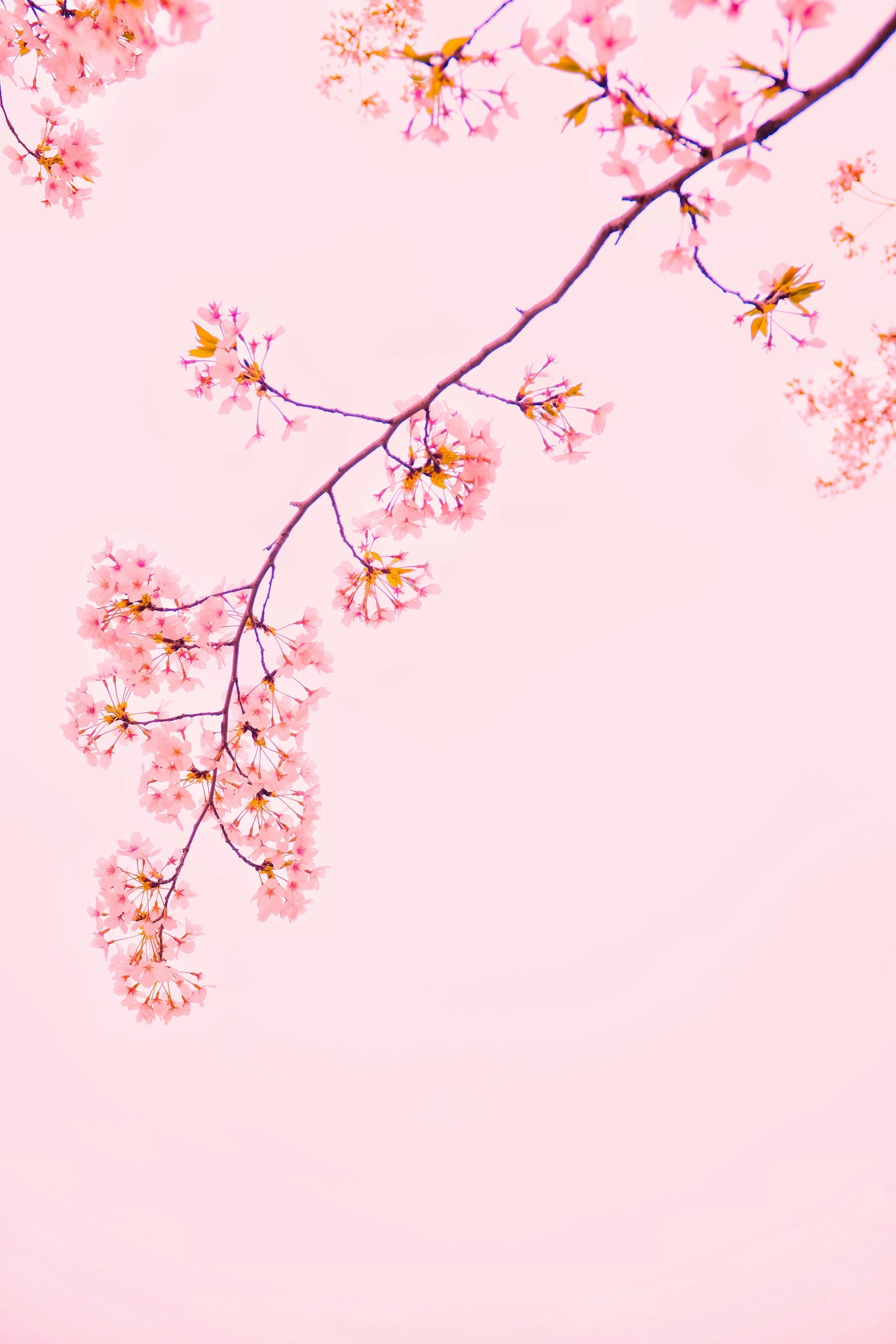 淡いピンクの背景に満開の花が咲いた桜の枝が右上から左下にむかって垂れている様子がうつっています。下記は関連するキーワードになります。春 春ギフト 入学 卒業 入園 卒園 進学 昇進 新社会人 新生活 応援 お祝い 感謝 プレゼント 上質 日本製 挨拶 ハンカチ タオル 松久永助紙店 オンラインショップ